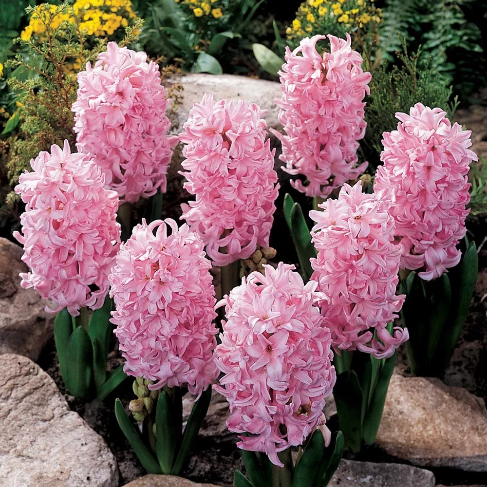 Hyacinth Pink Frosting (Fondant)