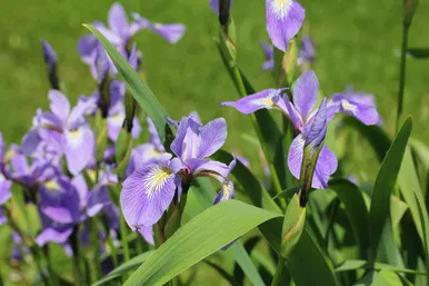 Iris versicolor