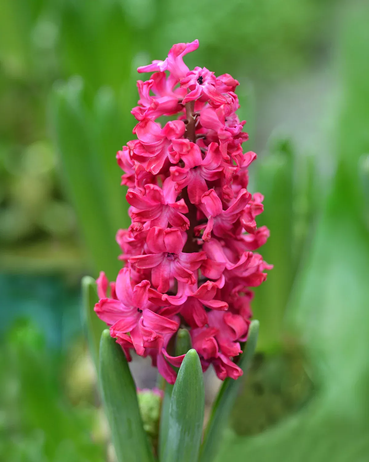 Jan Bos Hyacinth - 10 bulbs