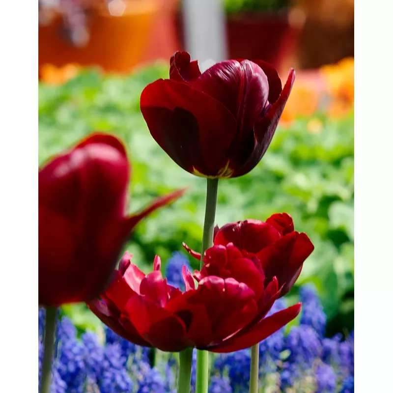 Jan Reus Triumph Tulip - 10 bulbs