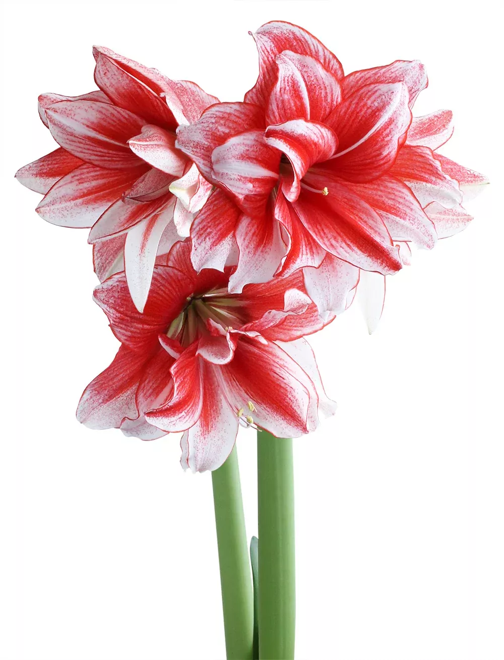 Joker Sonata Amaryllis - 18-22 cm bulb