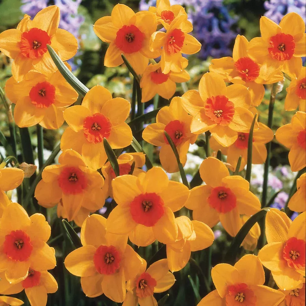 Jonquilla Daffodil Kedron