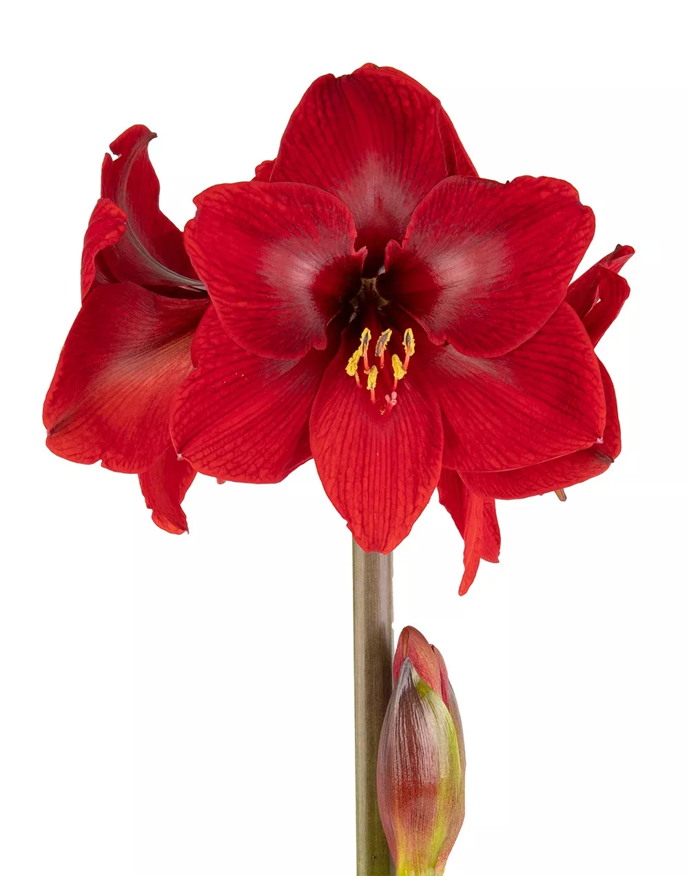 Karoo Symphony Amaryllis