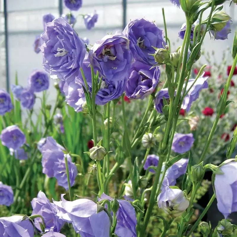 ’La Belle ’ Campanula