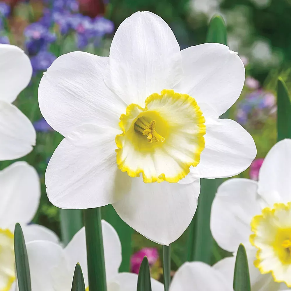 Large-Cupped Daffodil Frosty Snow
