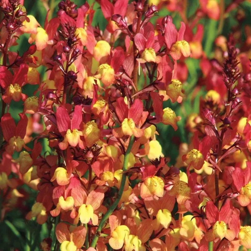 ’Licilia Peach ’ False Snapdragon Seeds