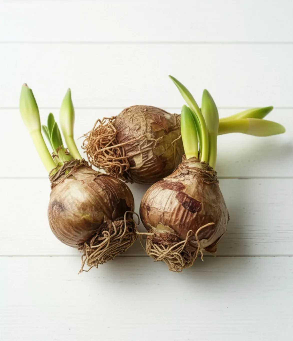 Lightly Sprouted Amaryllis 3‑Pack, Mixed Colors