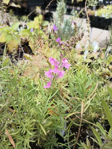 Linaria ex 'Plummy'