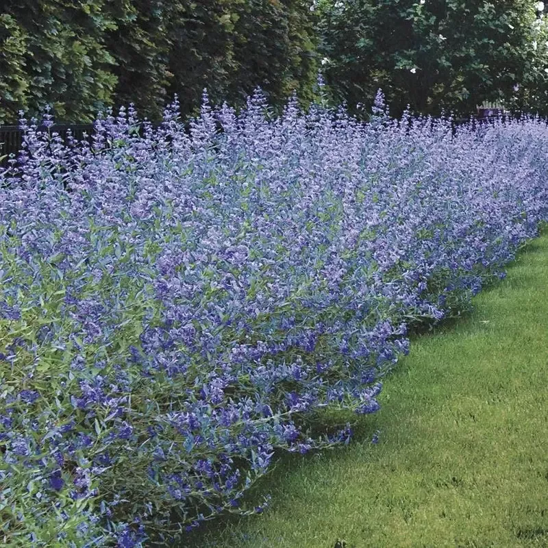 ’Longwood Blue ’ Bluebeard