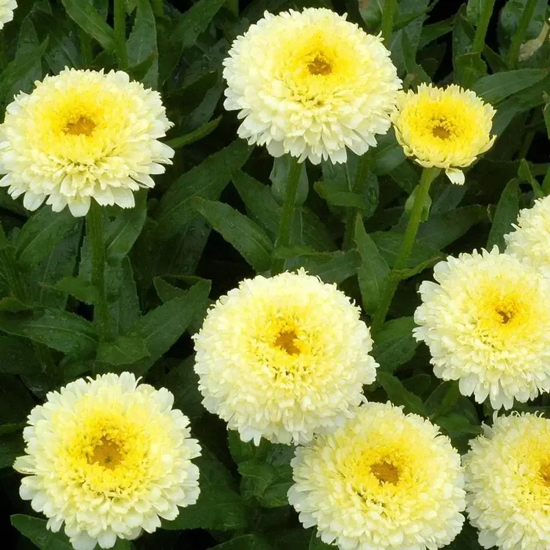 ’Luna ’ Shasta Daisy