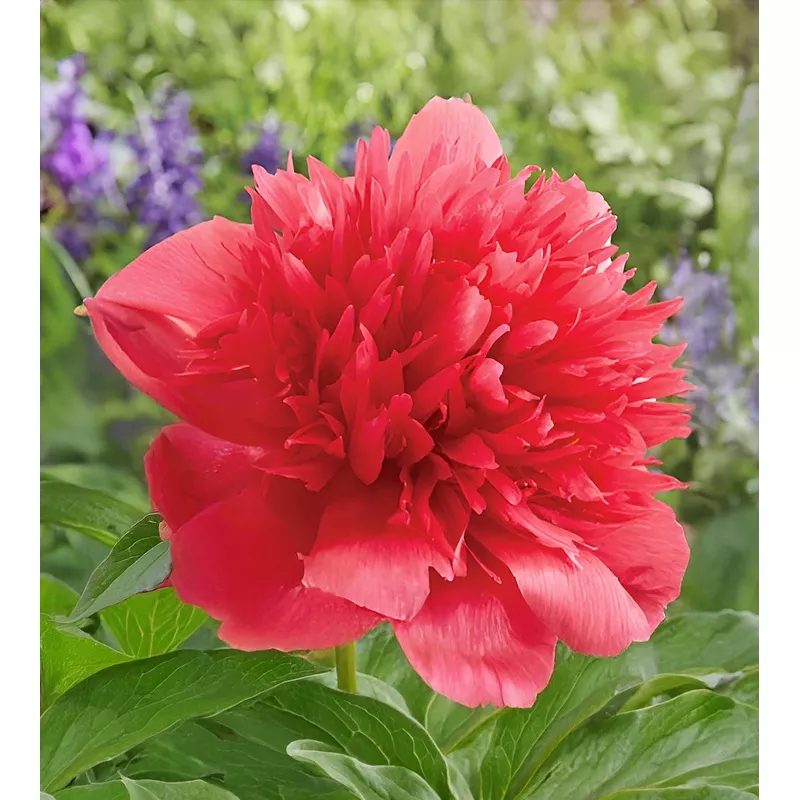 Many Happy Returns Peony - 1 root division