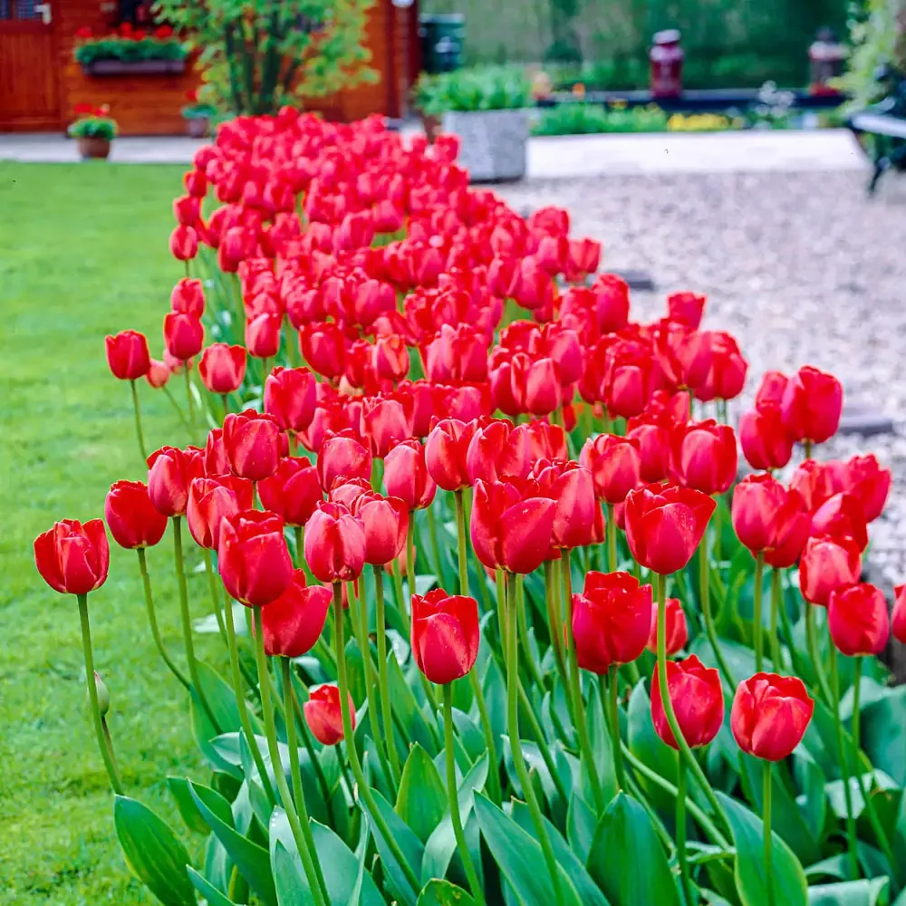 Mayflowering Tulip Kingsblood