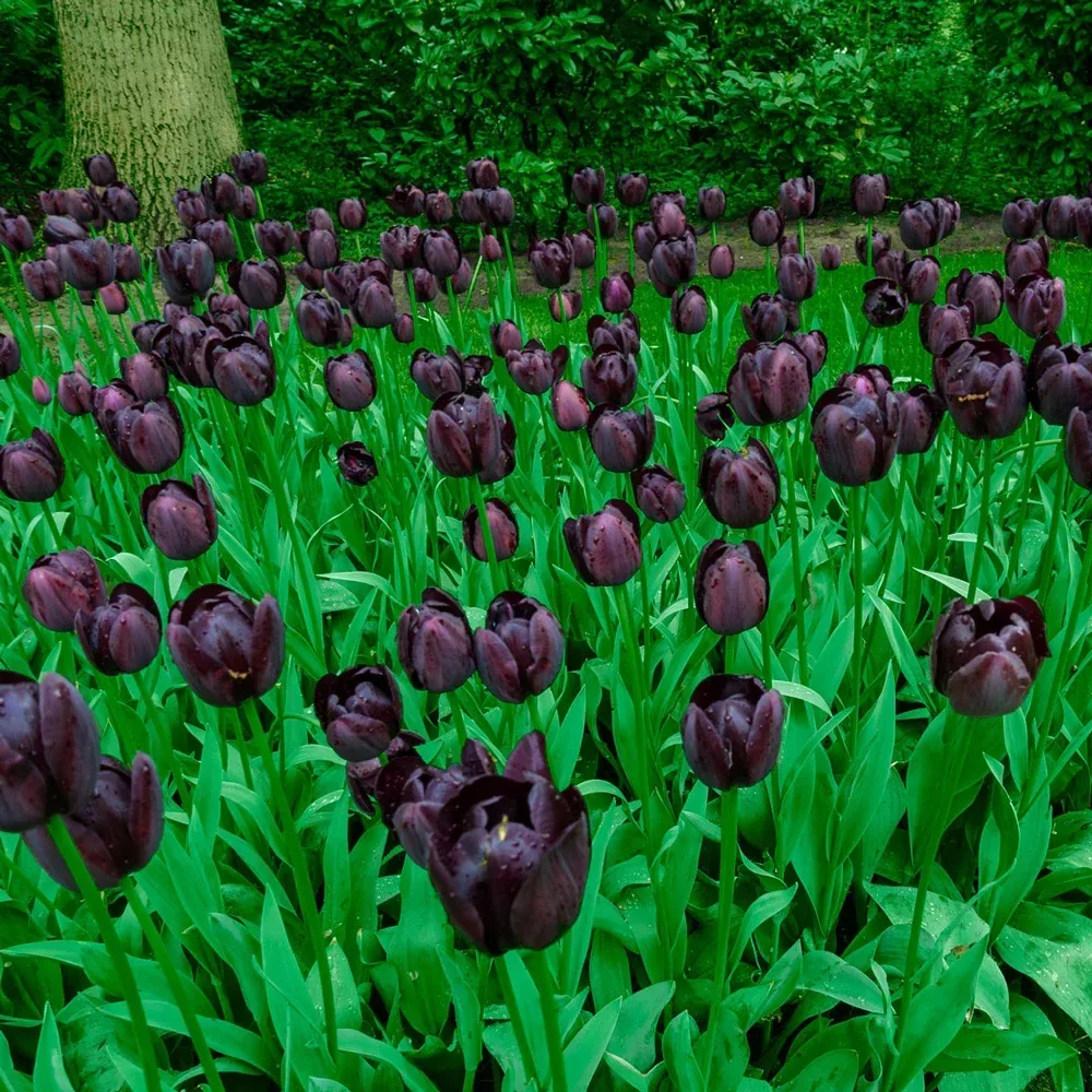 Mayflowering Tulip Queen of Night