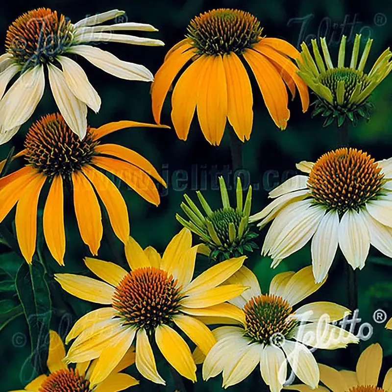 ’Mellow Yellows ’ Coneflower Seeds