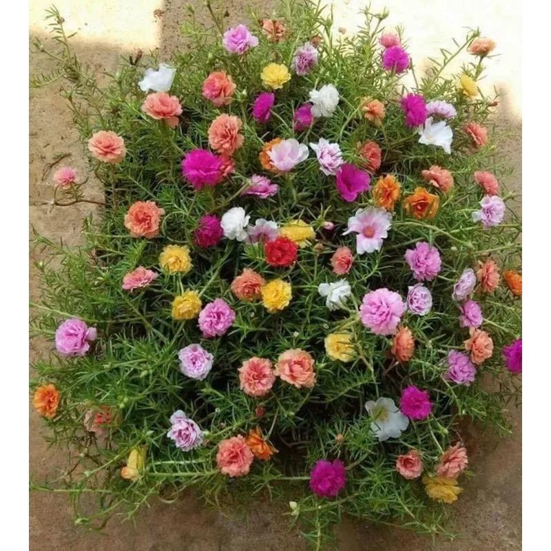 -MIXED MOSS ROSE Vietnam Rose PortulacaGrandiflora SeedsHeirloom, Non-GMO, High Germination Organic Garden Seeds