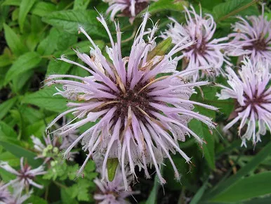 Monarda bradburiana