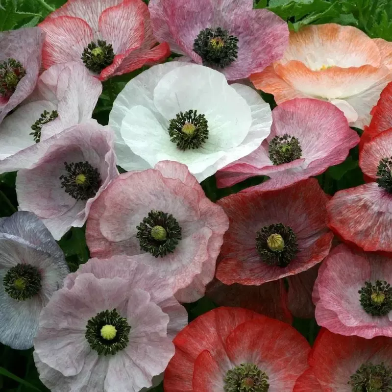 ’Mother of Pearl ’ Poppy Seeds