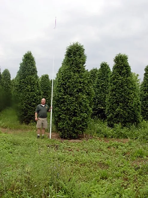 'Nigra Dark Green' Arborvitae Shrub - Thuja - Evergreen