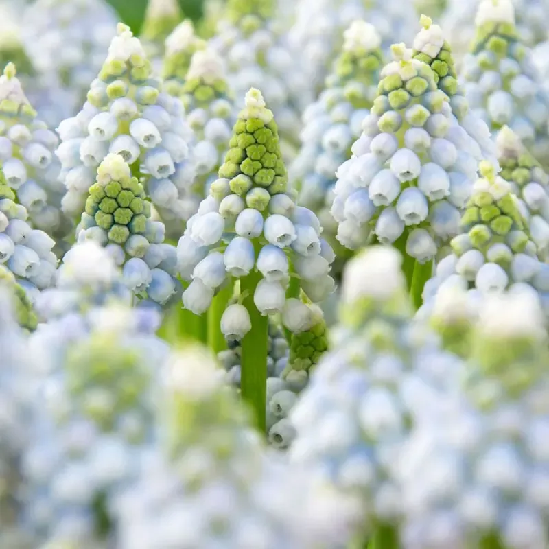 ’Ocean Magic ’ Grape Hyacinth Bulbs