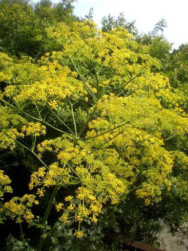 Opopanax chironium