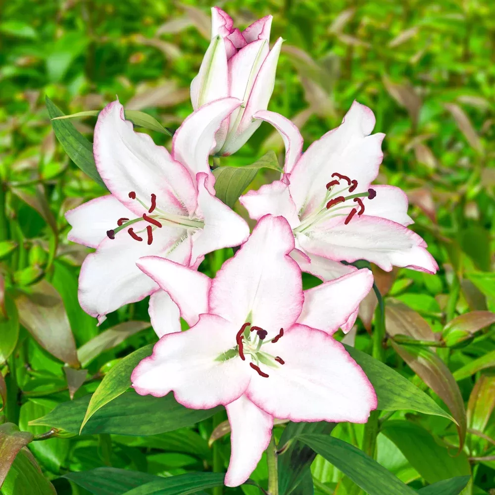 Oriental Lily Brasilia