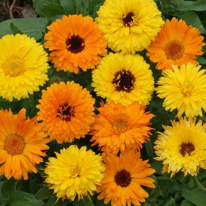 ‘Pacific Beauty Mix’ Calendula Seeds