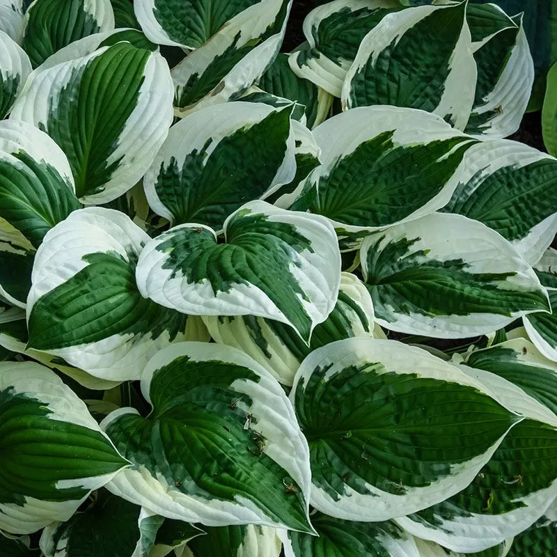 ‘Patriot’ Hosta