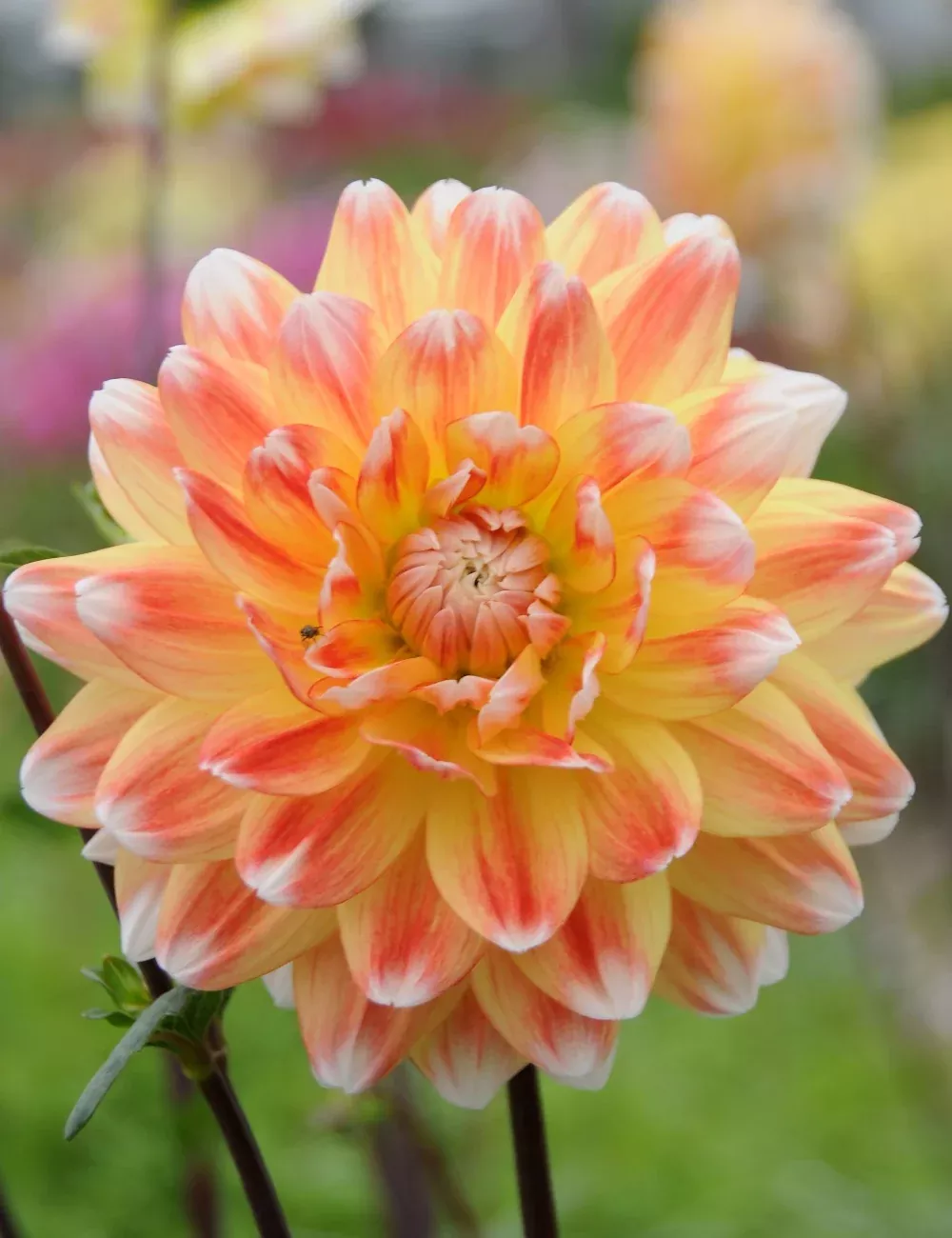 Peaches and Cream Decorative Dahlia - 3 root divisions