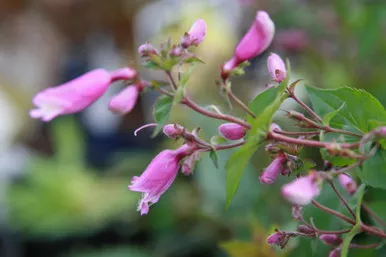 Penstemon smallii