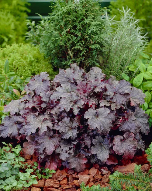 'Plum Pudding' Coral Bells - Heuchera - Fragrant - Shade Perennial - Gallon Pot