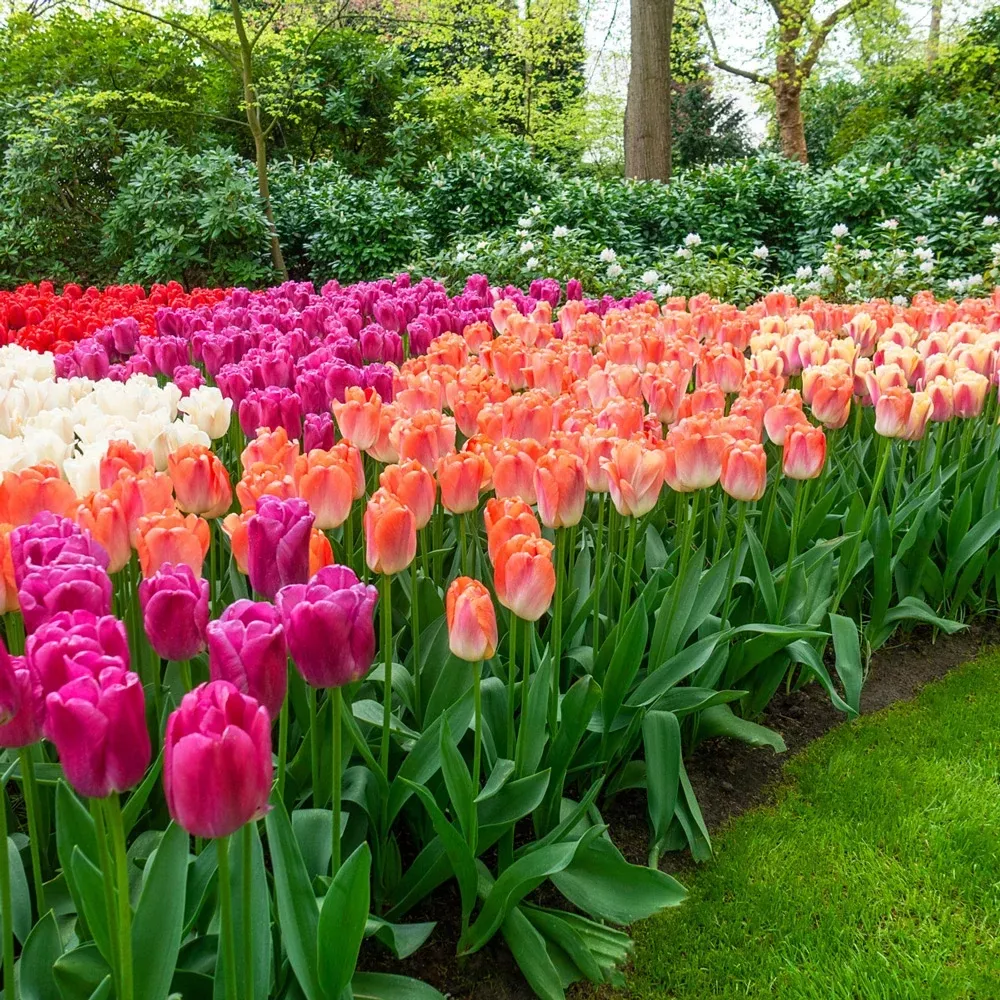 Pride Tulip Mixture