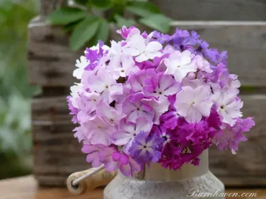 Primula sieboldii Galaxie