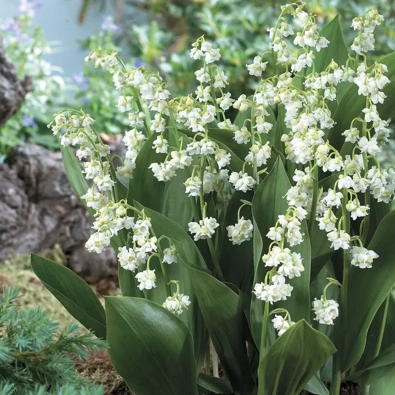 ’Prolificans ’ Lily-of-the-Valley