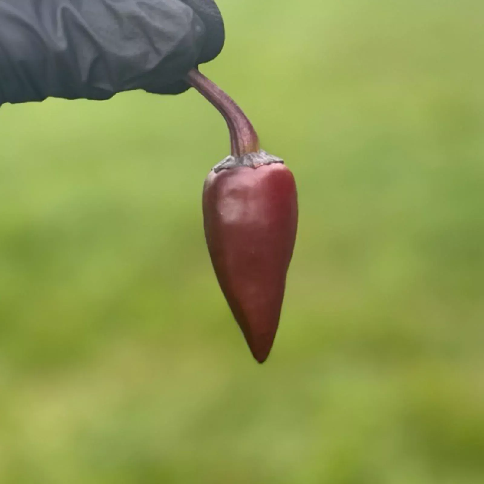 Purple Jalapeno Pepper Seeds