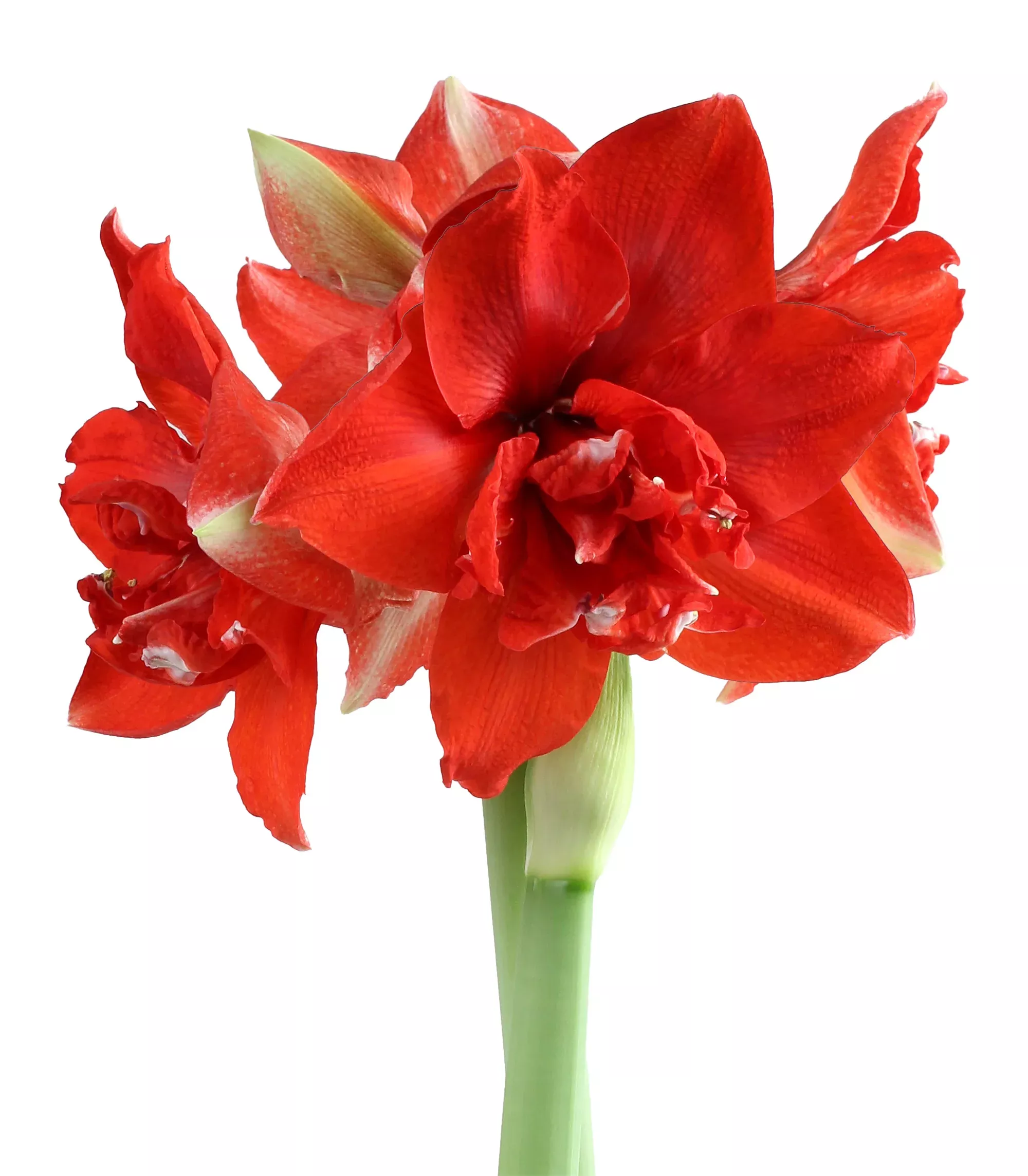Ragtime Symphony Amaryllis