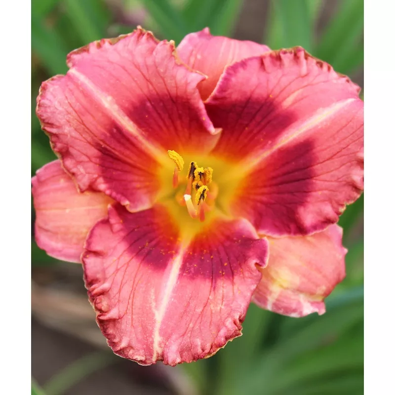 Raspberry Ruffles Daylily - 3 root divisions
