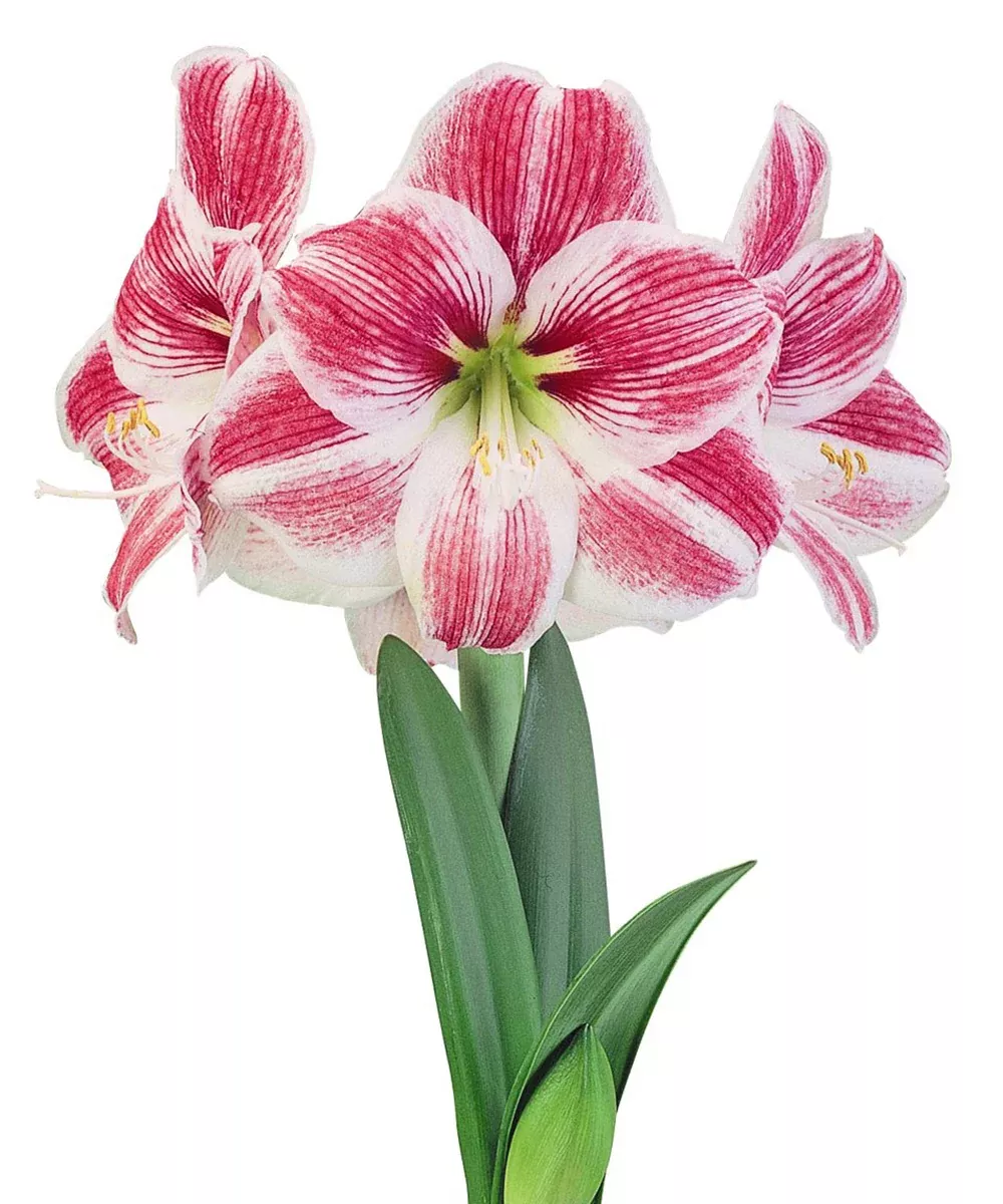 Razzle Dazzle Symphony Amaryllis