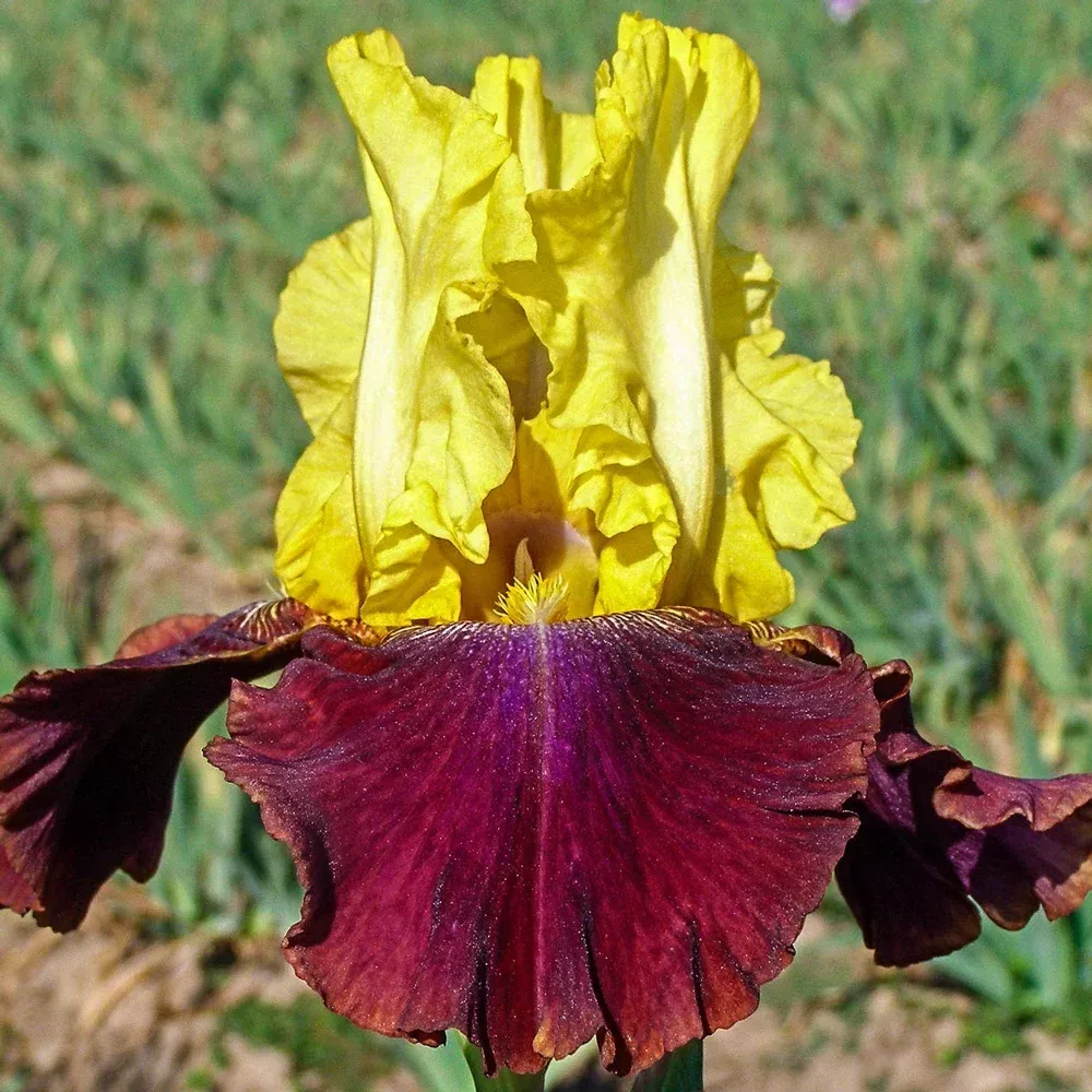 Reblooming German Iris Blatant
