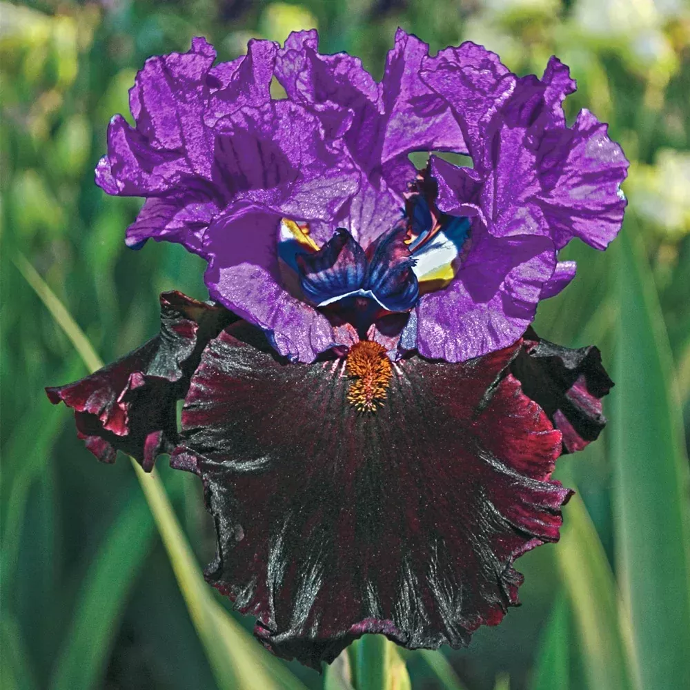 Reblooming German Iris I'm Back