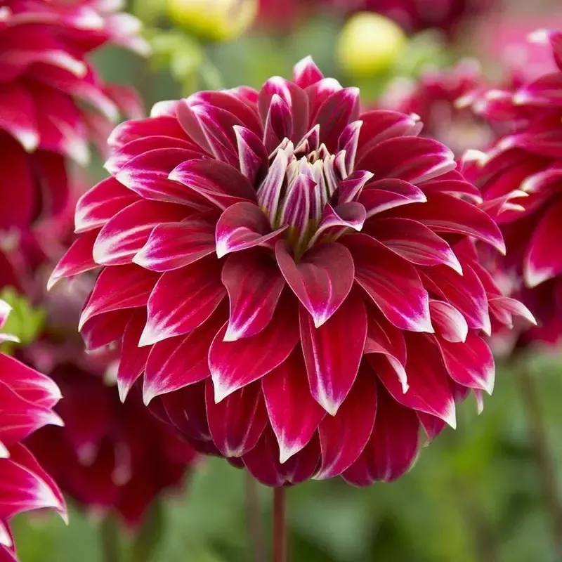 ’Red Rock ’ Dahlia Bulb
