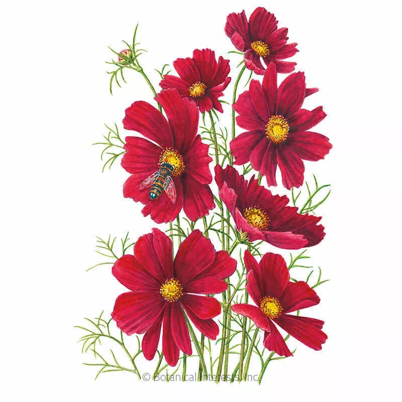 ’Rubenza ’ Cosmos Seeds