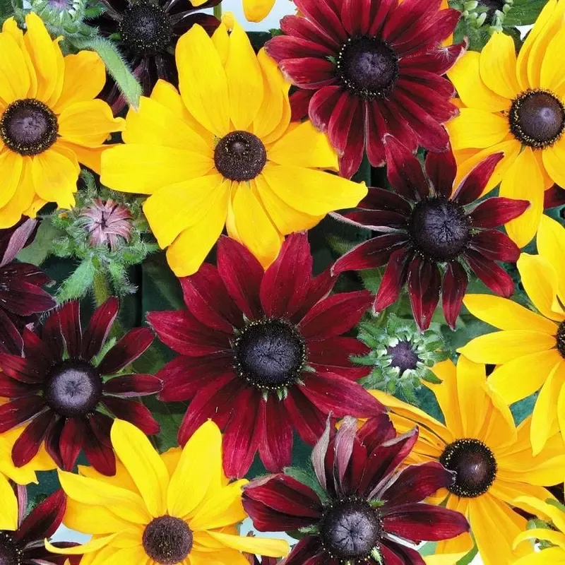 ’Ruby Gold ’ Rudbeckia Seeds