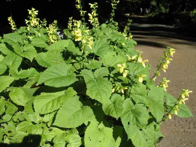 Salvia koyamae