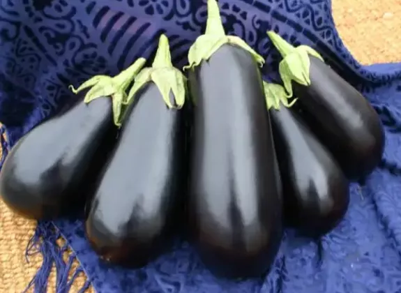 Santanna Eggplant