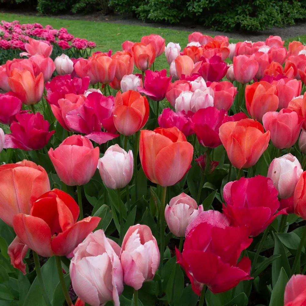 Sealed with a Kiss Tulip Mix
