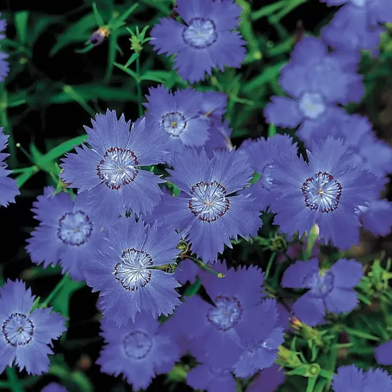 ’Siberian Blues ’ Dianthus Seeds