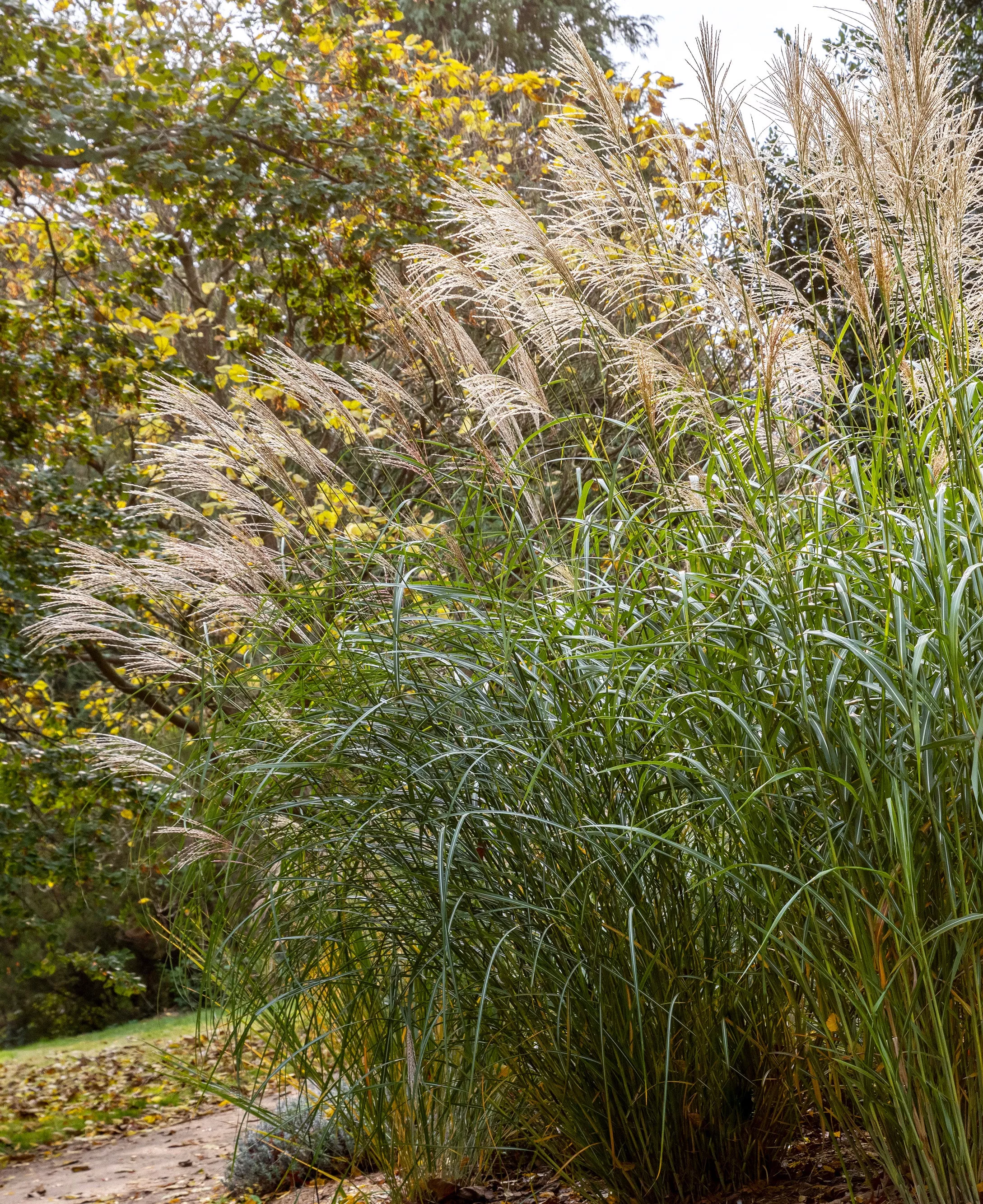 Silberfeder Silver Feather Grass - 3 bareroot plants