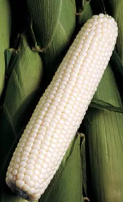 Silver King Sweet Corn