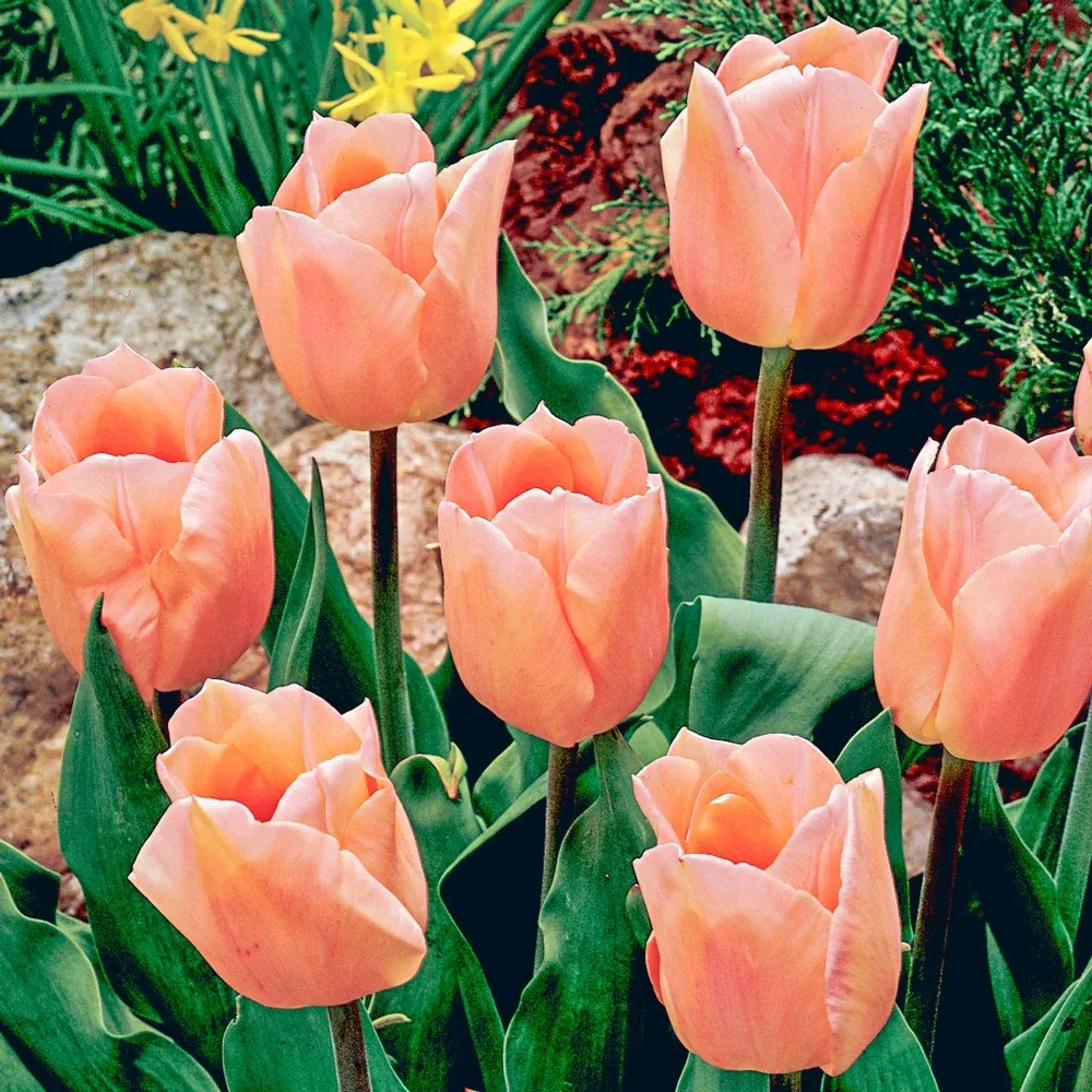 Single Early Tulip Apricot Beauty