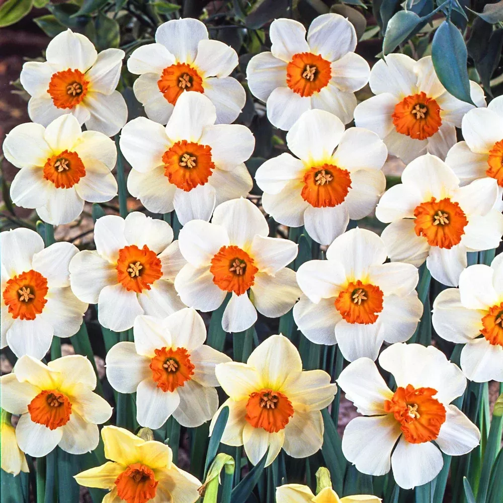 Small Cupped Daffodil Barrett Browning